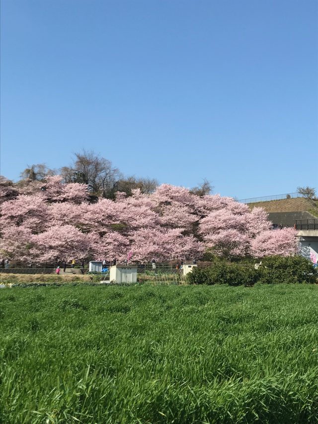 2019年3月の桜